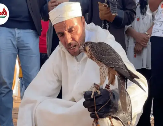 “الحياحة” ..لغة التواصل مع الصقور