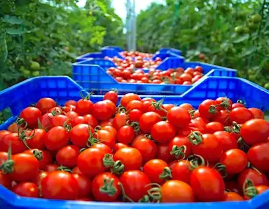 روسيا تمنع دخول 5 أطنان من الطماطم المغربية مصابة بفيروس مزدوج