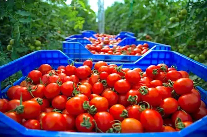 روسيا تمنع دخول 5 أطنان من الطماطم المغربية مصابة بفيروس مزدوج