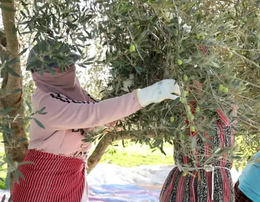 البواري: المخطط الأخضر رفع المساحات المزروعة بالزيتون بـ55%.. والإنتاج يتراجع بـ52%