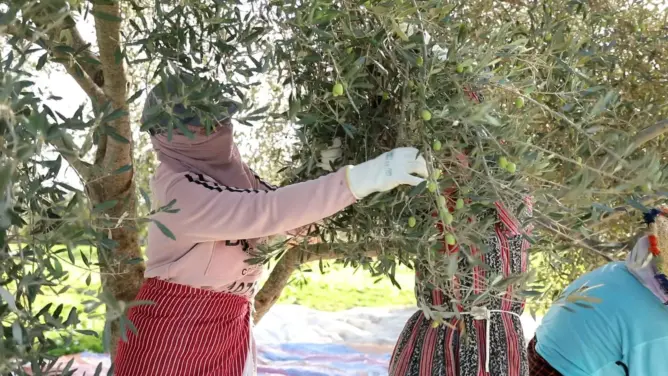 البواري: المخطط الأخضر رفع المساحات المزروعة بالزيتون بـ55%.. والإنتاج يتراجع بـ52%