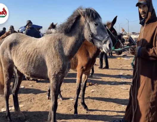 بيع الخيول بأسعار رخيصة بسبب الجفاف وارتفاع الأسعار (فيديو)