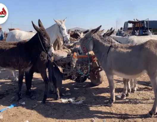 الجفاف وغلاء الأعلاف يجبران الفلاحين على بيع دوابهم