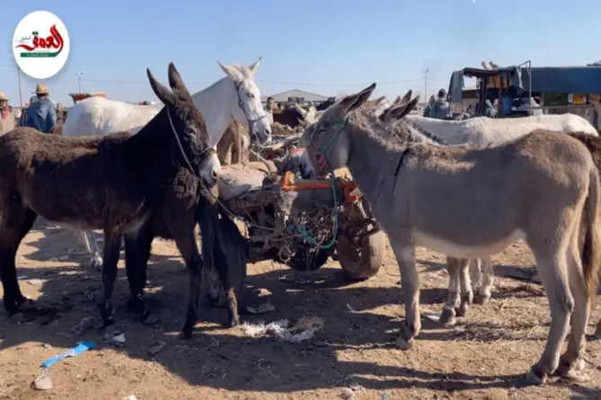 الجفاف وغلاء الأعلاف يجبران الفلاحين على بيع دوابهم