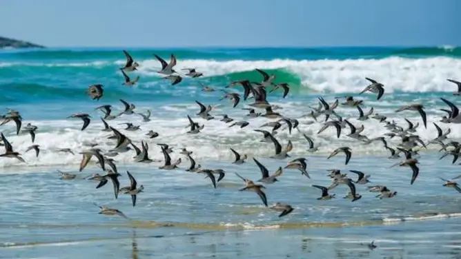 مراقبة هجرة الطيور بالمغرب.. سياحة غير موجودة في الممر الرئيسي للهجرة