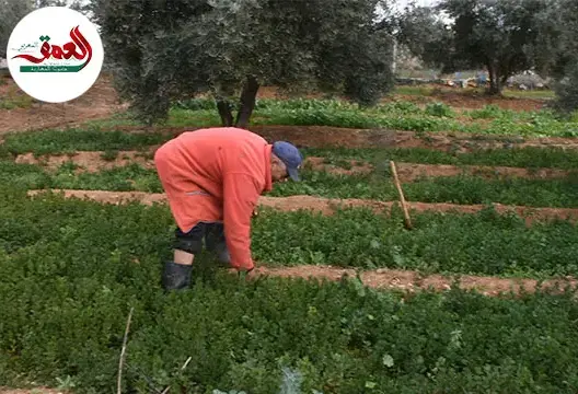 الجفاف يفتك بضيعة فلاح نواحي فاس