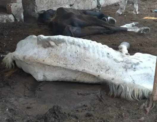 بسبب الجوع والبرد.. نفوق 158 حصانا بمحجز جماعي بإقليم القنيطرة
