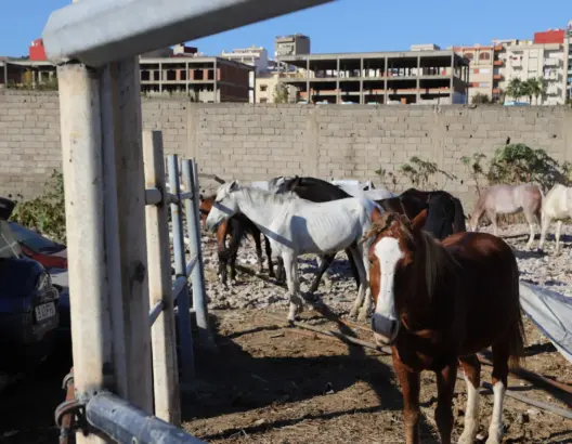 جماعة طنجة تشتري 3 أطنان من العلف لتغذية الخيول المحجوزة