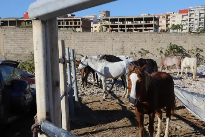 جماعة طنجة تشتري 3 أطنان من العلف لتغذية الخيول المحجوزة