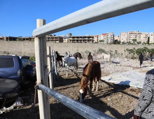 نفوق حصان يثير جدلا بطنجة.. ونائب العمدة يكشف الملابسات