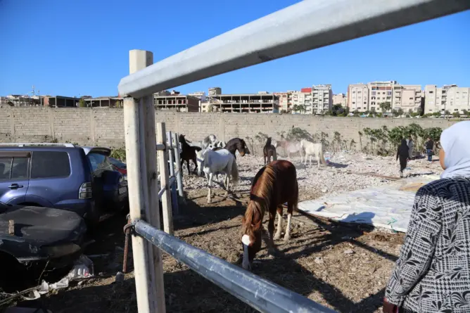 نفوق حصان يثير جدلا بطنجة.. ونائب العمدة يكشف الملابسات