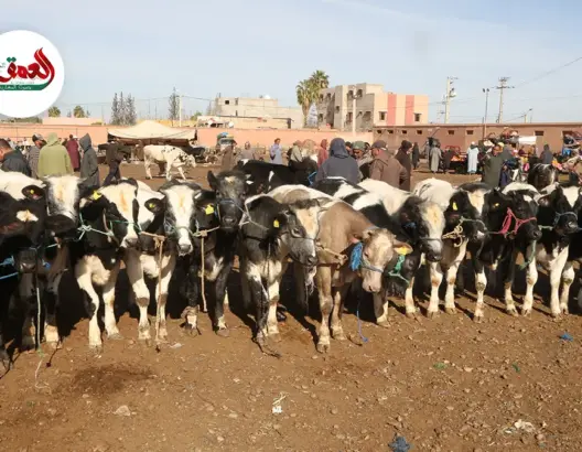 الجفاف وغلاء الأعلاف.. كسابة يشكون من الركود بسوق السويهلة نواحي مراكش ويفسرون ارتفاع أسعار اللحوم