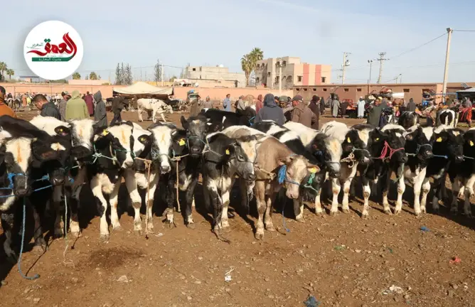الجفاف وغلاء الأعلاف.. كسابة يشكون من الركود بسوق السويهلة نواحي مراكش ويفسرون ارتفاع أسعار اللحوم