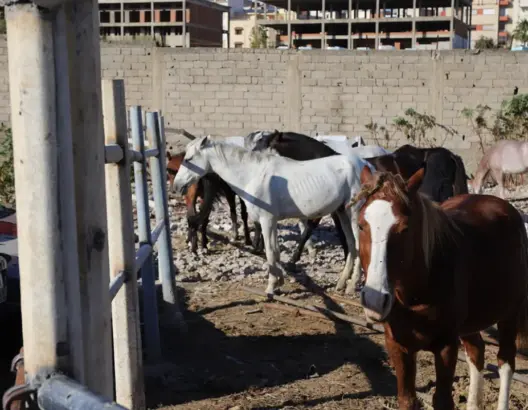 لأول مرة.. جماعة طنجة تطلق مزادا علنيا لبيع الخيول المحتجزة