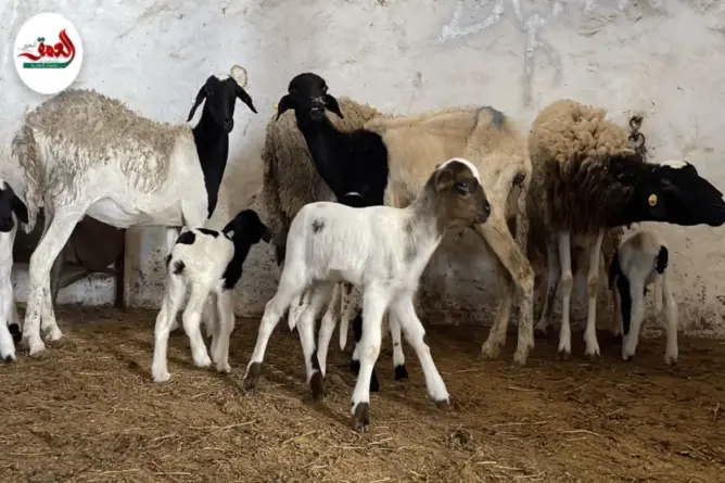 كساب يراهن على سلالة الدمان لإنقاذ القطيع الوطني من الجفاف