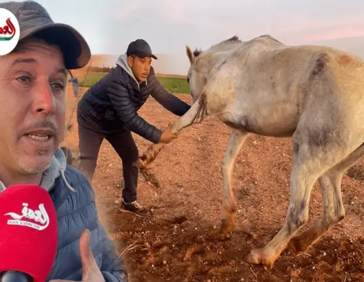 فلاح يذرف الدموع بسبب الاعـتداء على حصانه