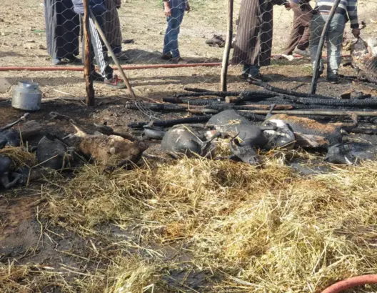 نفوق 32 رأسا من الغنم والماعز في حريق بأجلموس بإقليم خنيفرة (صور)