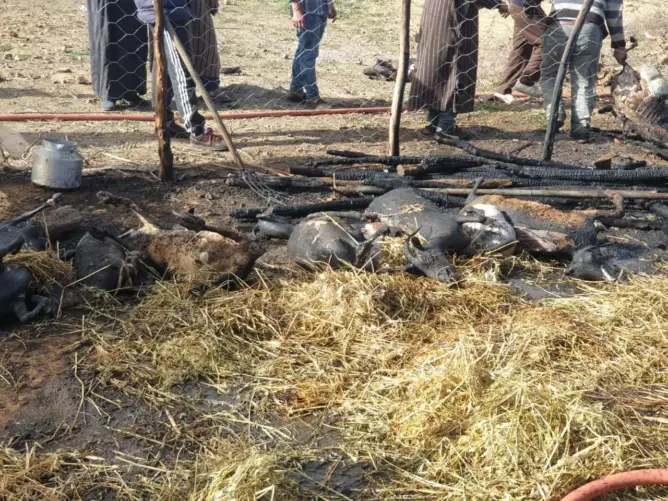 نفوق 32 رأسا من الغنم والماعز في حريق بأجلموس بإقليم خنيفرة (صور)
