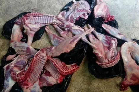 لحوم الكلاب والحمير تهدد صحة مستهلكين بالبيضاء.. ومطالب بتشديد المراقبة وزجر المخالفين