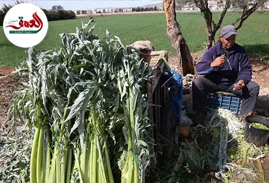 رجال يبيعون “الخرشف منقي” للموظفات