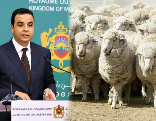 في ظل تراجع القطيع الوطني.. الحكومة تؤكد التوجه نحو أستراليا لاستيراد الأغنام