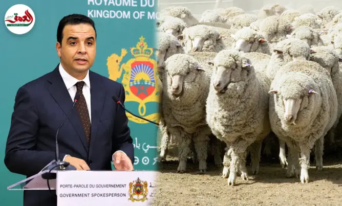 في ظل تراجع القطيع الوطني.. الحكومة تؤكد التوجه نحو أستراليا لاستيراد الأغنام