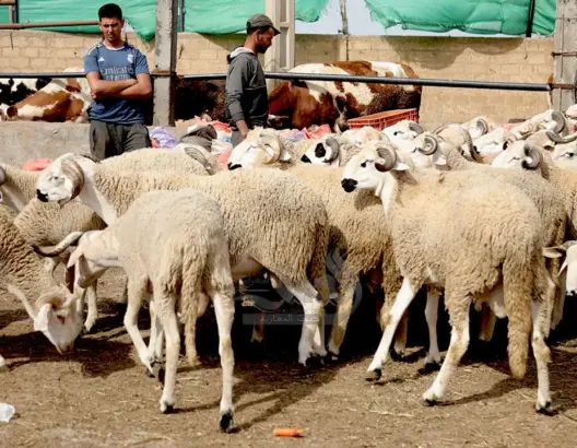 كسابة: أسعار الحوالا نزلات بالنص