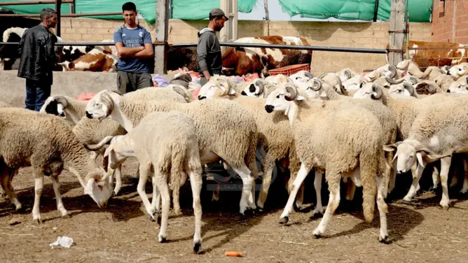 كسابة: أسعار الحوالا نزلات بالنص