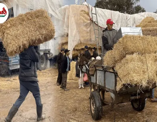 فلاحون يشتكون غلاء التبن بعد تعليق شعيرة النحر