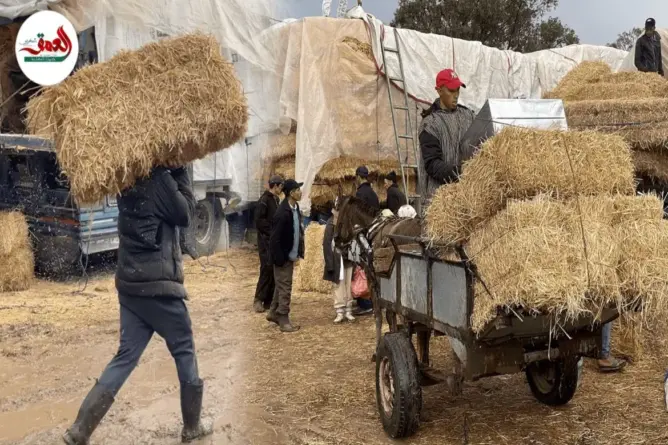 فلاحون يشتكون غلاء التبن بعد تعليق شعيرة النحر