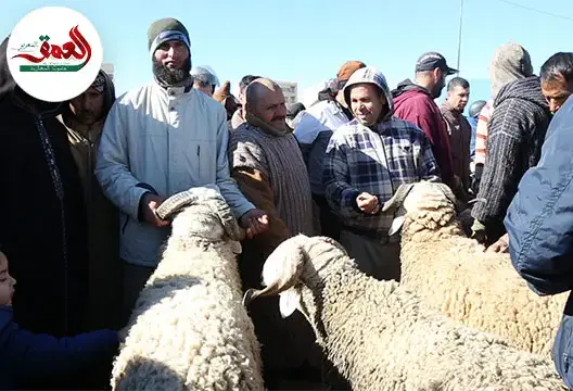انهيار أسعار الغنم بسوق فاس