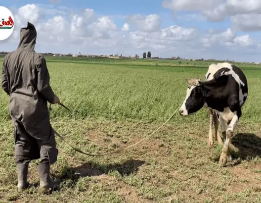 الأمطار تُنهي سنوات القحط والجفاف بسيدي بنور