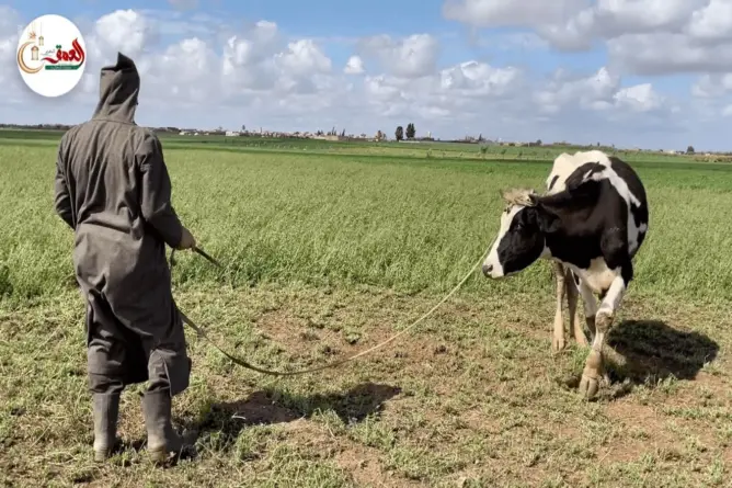 الأمطار تُنهي سنوات القحط والجفاف بسيدي بنور