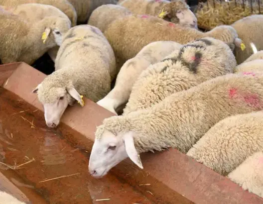 نزيف القطيع الوطني.. الحكومة تستنفر الولاة والعمال لمنع ذبح إناث الأغنام والماعز