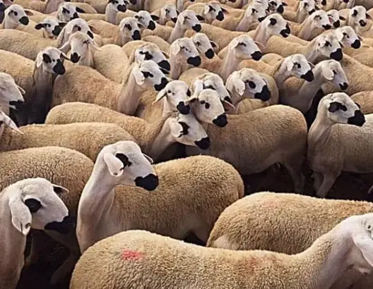 هل يوقف حظر ذبح إناث الأغنام والماعز نزيف القطيع أم يفاقم أعباء المربين؟