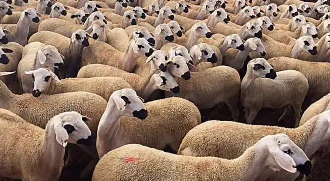 هل يوقف حظر ذبح إناث الأغنام والماعز نزيف القطيع أم يفاقم أعباء المربين؟