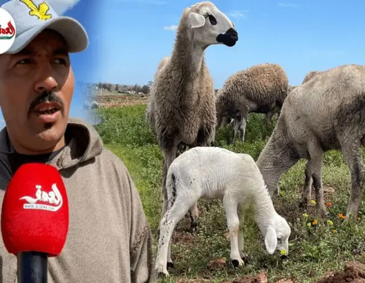 أمين الجزارين بالحوزية يثمن قرار حظر ذبح إناث الأغنام ويستنكر حرق اللحم