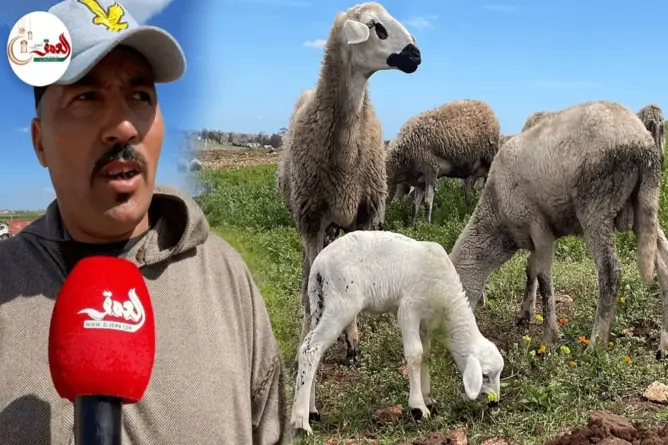 أمين الجزارين بالحوزية يثمن قرار حظر ذبح إناث الأغنام ويستنكر حرق اللحم