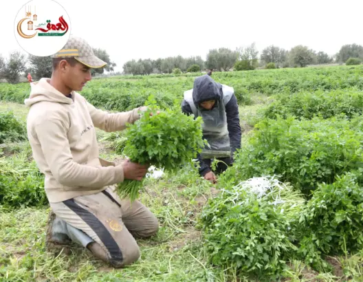 ارتفاع أسعار القزبور والمعدنوس والكرافس
