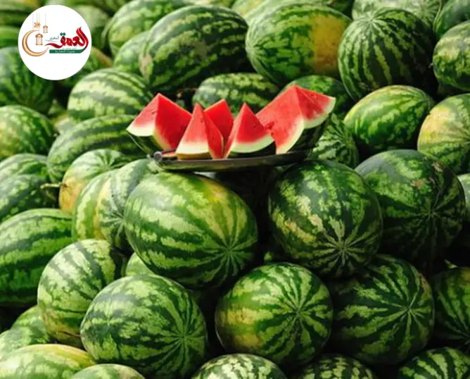 الأمطار تنقذ موسم “الدلاح” بمولاي يعقوب