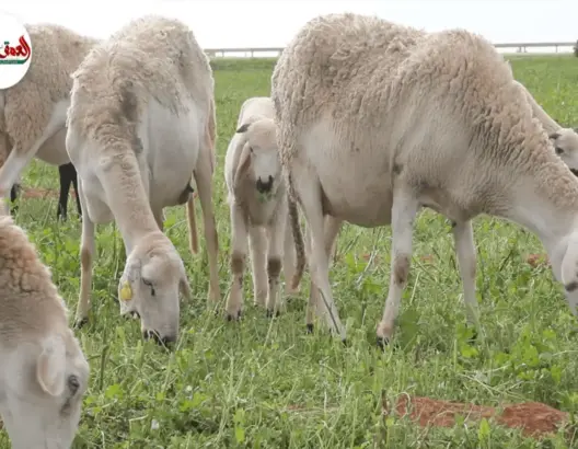 منع ذبح إناث الأغنام واستفادة الجزارة من تعليق نحر الأضاحي