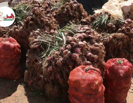 بعد ارتفاع ثمنه في الأسواق.. تجار بسوق الجملة بمراكش يكشفون أسباب غلاء البصل