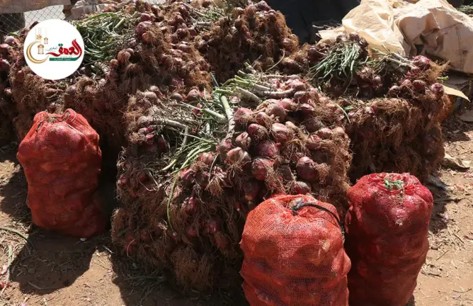 بعد ارتفاع ثمنه في الأسواق.. تجار بسوق الجملة بمراكش يكشفون أسباب غلاء البصل