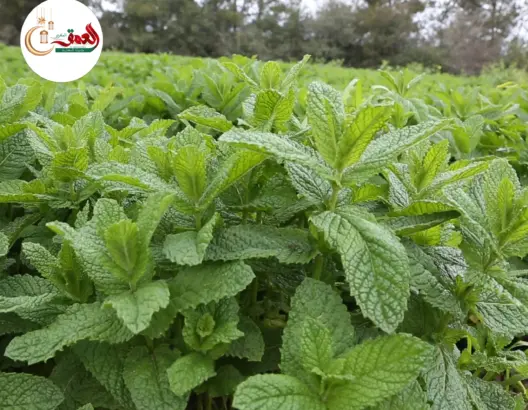 فلاح يكشف مراحل زراعة النعناع وفترة طلبه