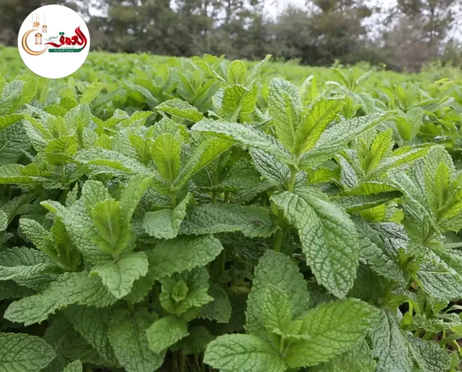 فلاح يكشف مراحل زراعة النعناع وفترة طلبه