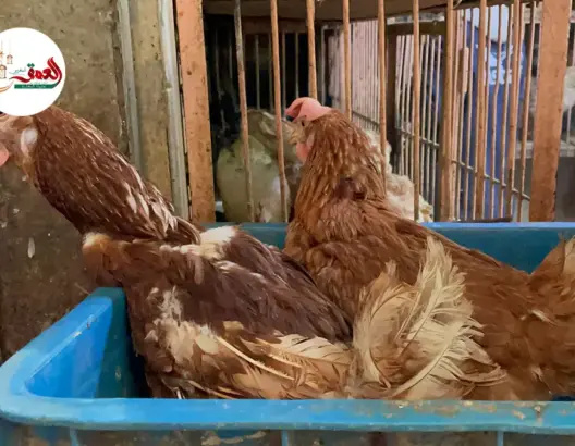 يصل ثمنه ل75درهم للكيلوغرام ..إقبال كبير على الدجاج البلدي بمراكش في اواخر رمضان