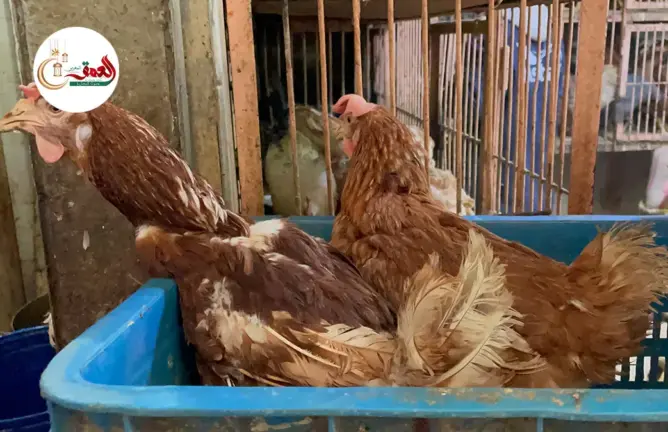 يصل ثمنه ل75درهم للكيلوغرام ..إقبال كبير على الدجاج البلدي بمراكش في اواخر رمضان