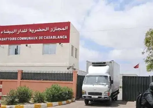 كبد مستورد منخفض الجودة يُباع في أسواق الدار البيضاء بأسعار المنتج المحلي