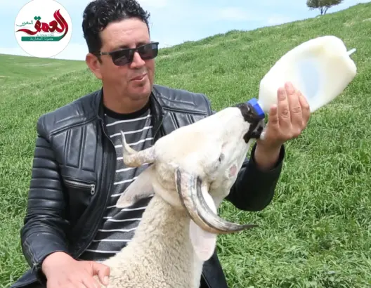 قصة الخروف “عكا” ورجل البادية
