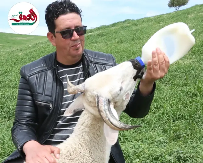 قصة الخروف “عكا” ورجل البادية